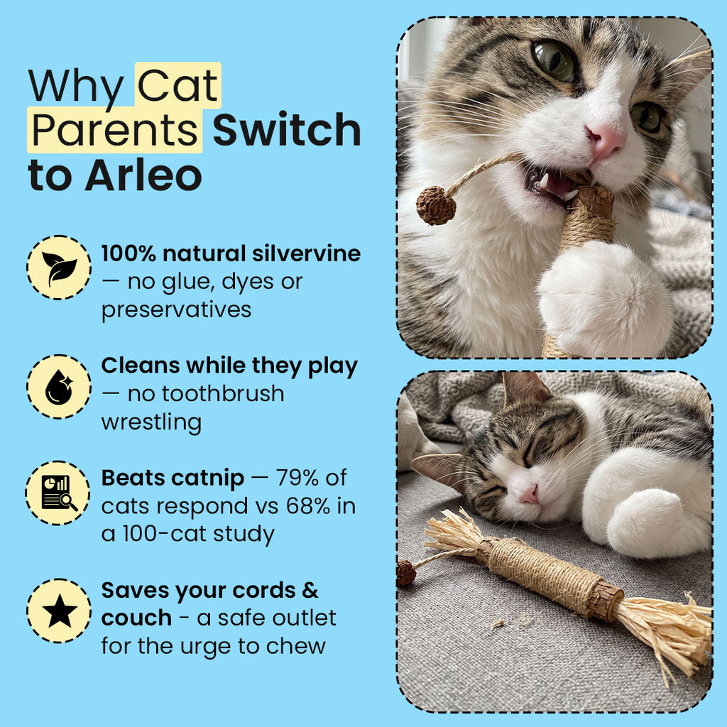 Arleo Natural Silvervine Cat Sticks - Attracts More Than 95% Of The Cats To Chew and Scratch